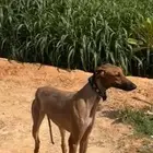 سلوقي كلاب صيد