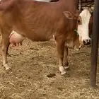 بقره بلدي بكر فاخره