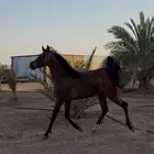 فرس شعبيه فاخره