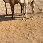 قعدان شحم
