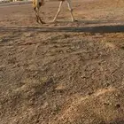 للبيع لقحه وضحاء