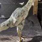 دجاجه باكستاني