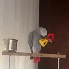 ببغاء كاسكو