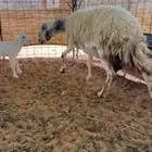 شاه حريه حرشاء للبيع