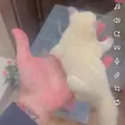 السنجاب الطاير