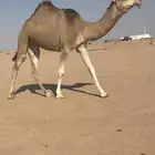 بكار حمر على بعارين بن غصين