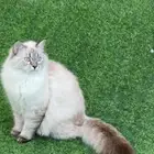 قطة نيفا ماسكوريد للتزاوج