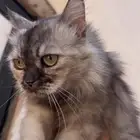 قطه للتبنى العاجل مهدده بالطرد