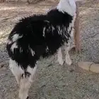 للبيع خروف سمين