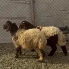 للبيع خروف ورخل نعيم بالرياض