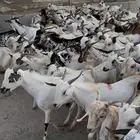 تيوس سودانيه شبيه البلدي