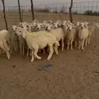 بهم تربيه للبيع