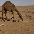 قعدان قصب