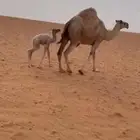 خلفه كفو تحتها قعود