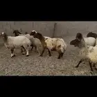 غنم نعيم دفيع .