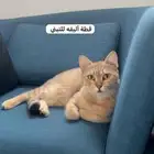 قطه انثى للتبني