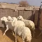 ضان حريات