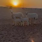 رخال خلفات دوب اثنت تحتها رخال سلم وشرط وروم خصم