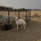 خرفان صنف