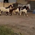 للبيع جفرات فاخره مصريات خصم