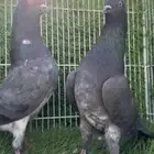 زوج شبراء باكستاني