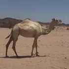 ناقه سودانيه لقحه للبيع