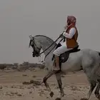 حصان فحل شعبي فاخر