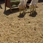 خرفان فحول