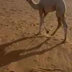 قصب قعود زبده على حليب امه