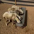 للبيع رخال رفيديات بلدي ومهجنات العدد8