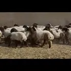 جذعات نعيم مقاني