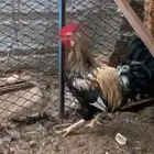 ديك عربي للبيع