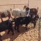 معزا