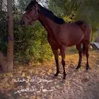 حصان انجليزي