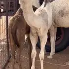 قعود رماني كفو للبيع