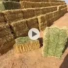 برسيم صافي شد 80 و 85