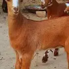 مطلوب مطلوب غنم يمنيه