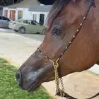 مهر فاخر ولد البطل الذهبي بديع الناصر