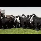 جذعات عوارض صنف فاخره