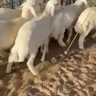 للبيع بهم بري شحم وشعره
