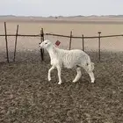 فحل حري مشروط(تم البيع)