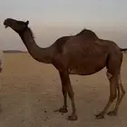 مجهم معشر