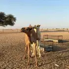 للبيع حشو طيبه