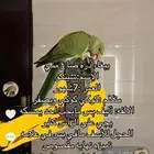 ببغاء مفقود بحي طويق الرياض