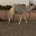 قعود وبكرتين