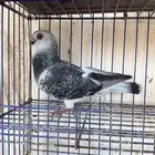 ازواج حمام وطواير