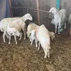 غنم حريات طيبه نضيف شرط ديوس سليمه خلفات