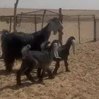 عنز عارضية صنف تحتها جفرتين ديد خصم ويزود على بناتها