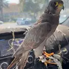 بكة سوداء جليمية