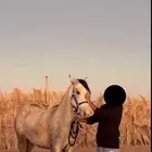فرس